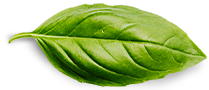 LiveGood Basil Leaf